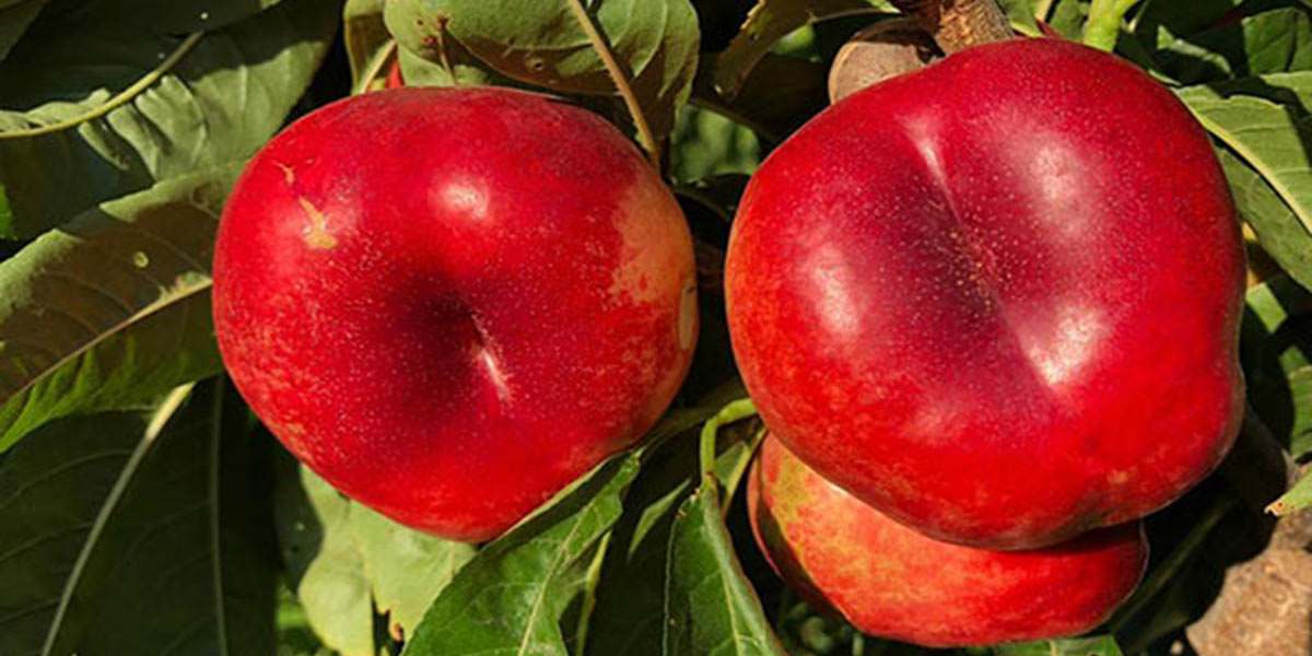 Pesche e nettarine piatte, una scommessa per il futuro